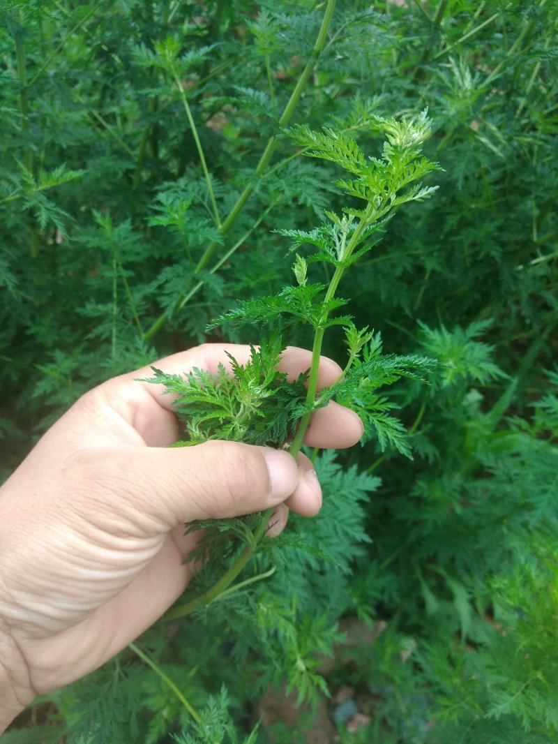 青蒿
