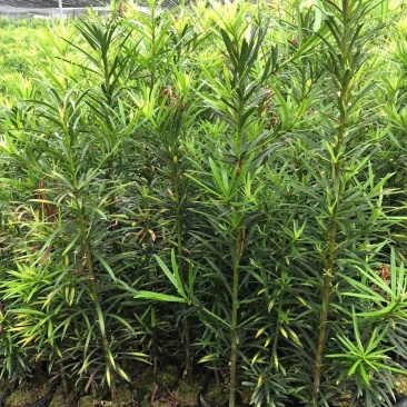 罗汉松，好货，好货，好货