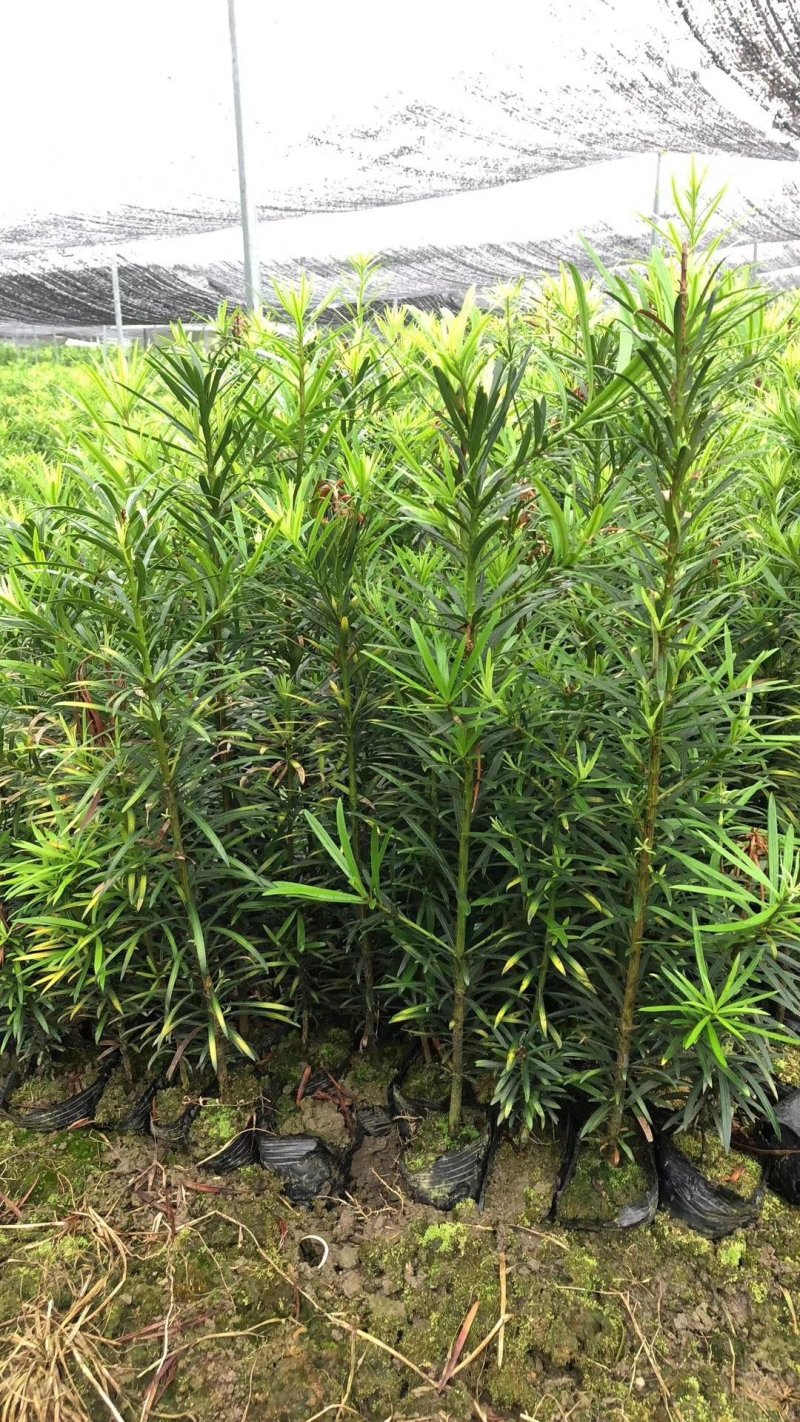 罗汉松，好货，好货，好货