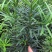 罗汉松，好货，好货，好货