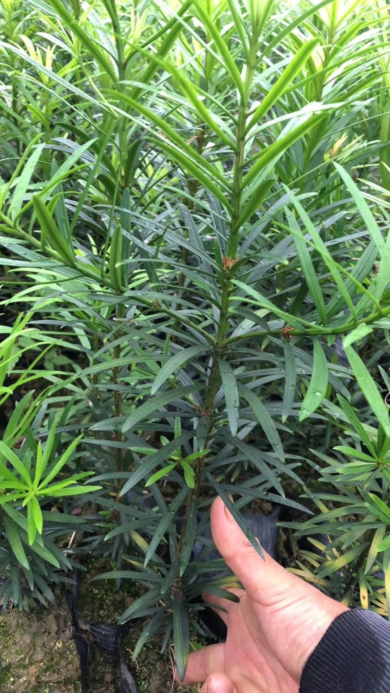 罗汉松，好货，好货，好货