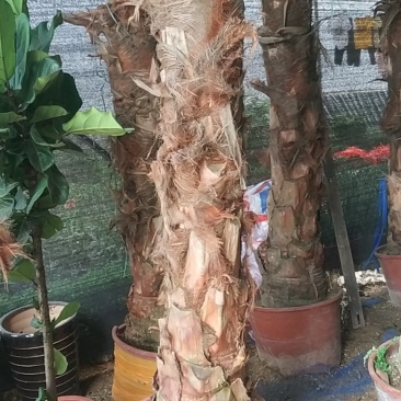 蒲葵，好货，好货，好货