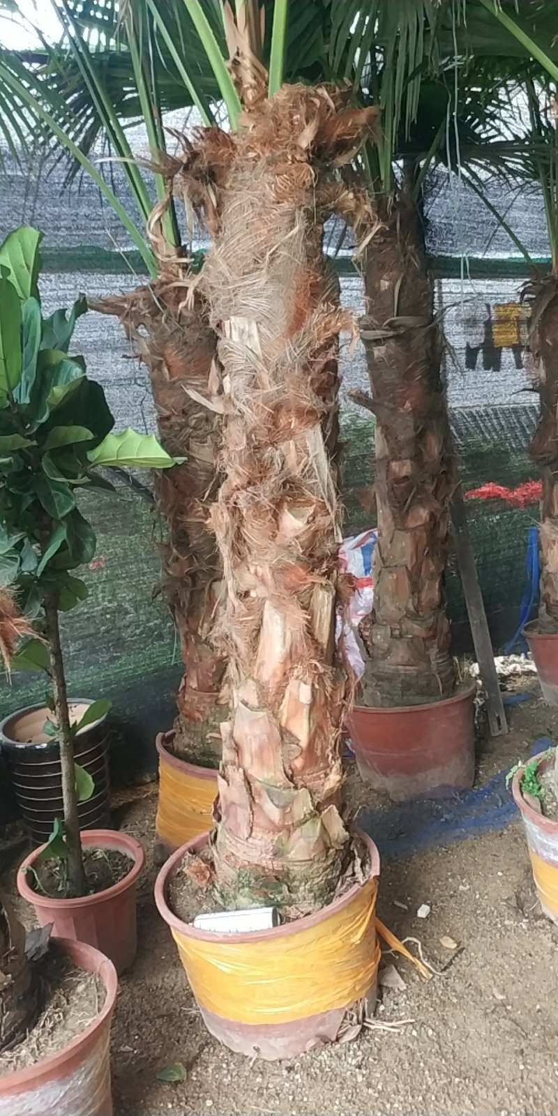 蒲葵，好货，好货，好货