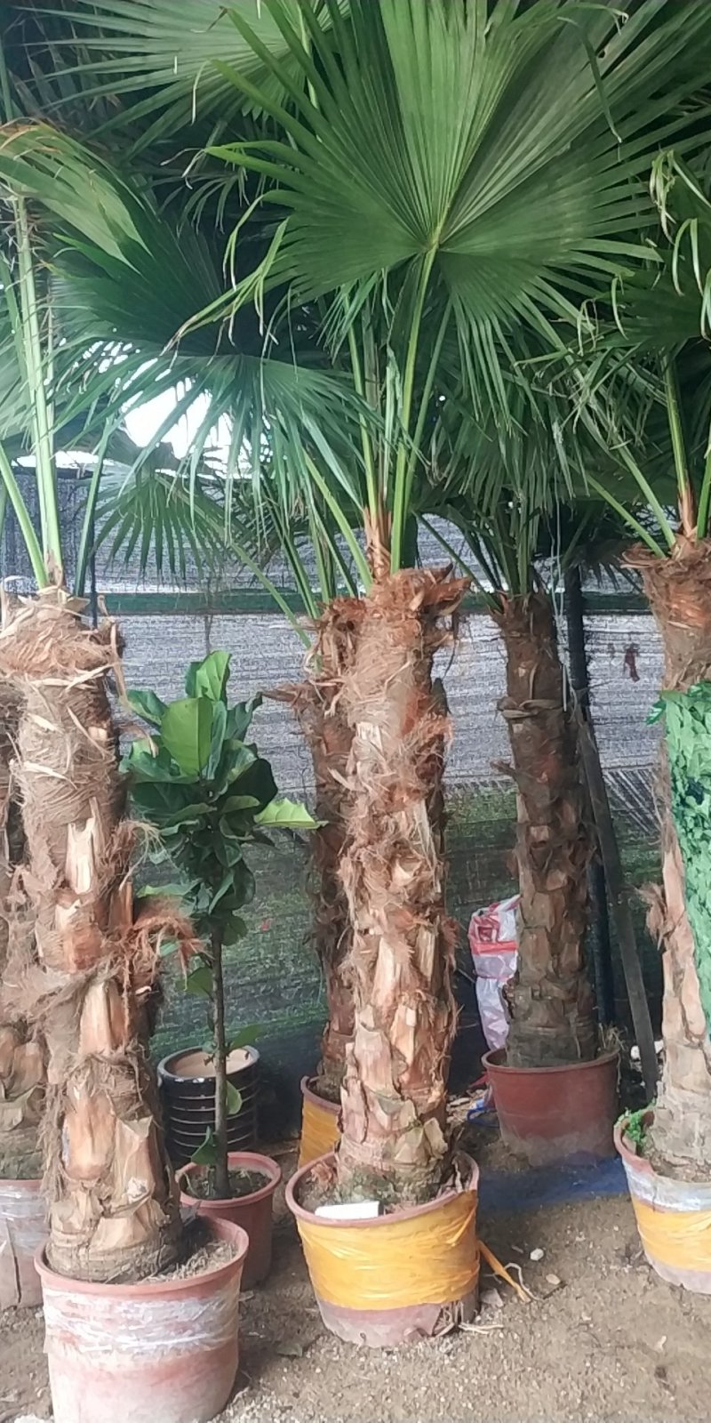 蒲葵，好货，好货，好货