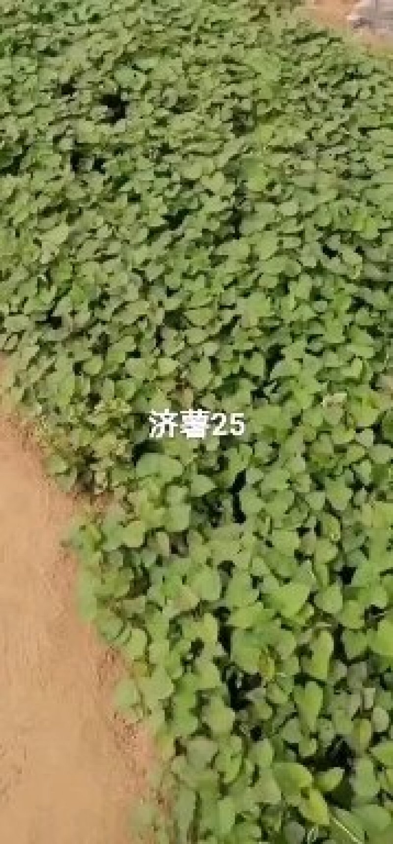 脱毒苗有济薯25苗济薯26.西瓜红，紫罗兰等红薯苗