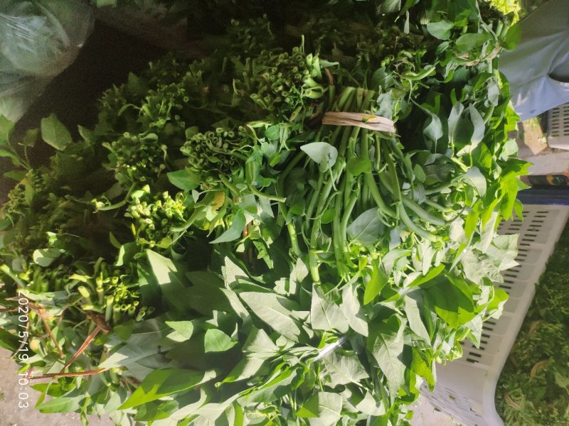 空心菜，50厘米左右！！