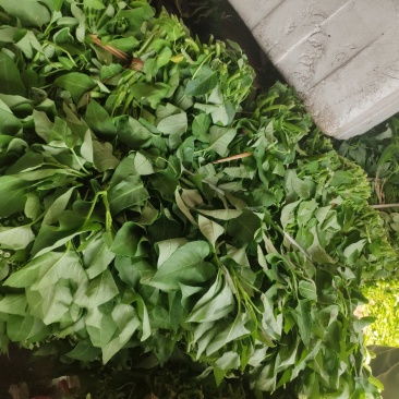 空心菜，50厘米左右！！