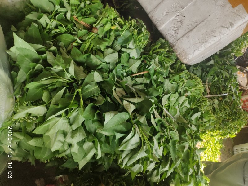 空心菜，50厘米左右！！
