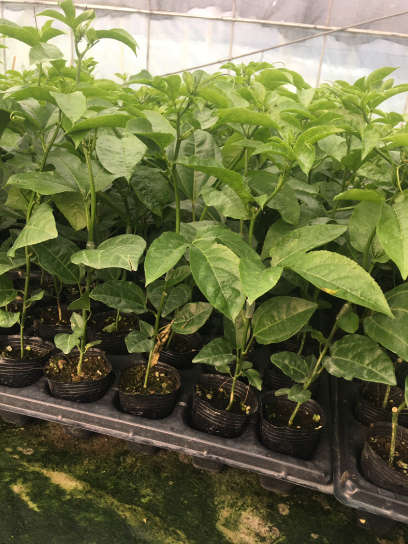 黄金钦蜜九号嫁接百香果苗，台农嫁接百香果苗