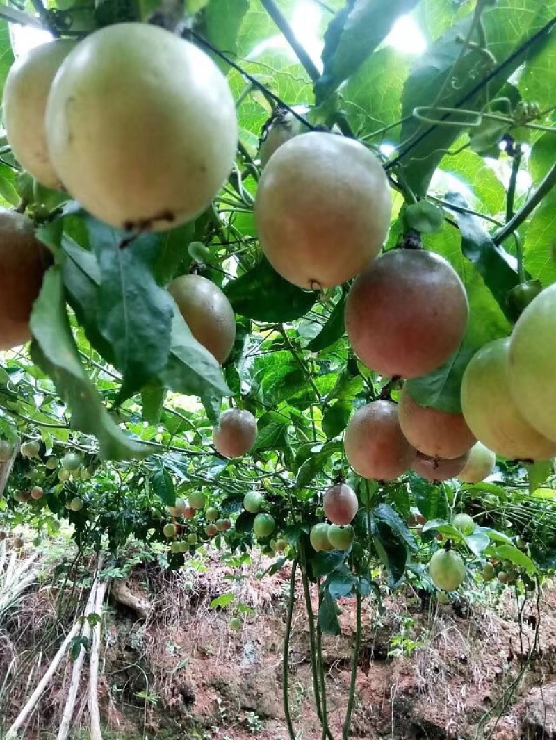 黄金钦蜜九号嫁接百香果苗，台农嫁接百香果苗
