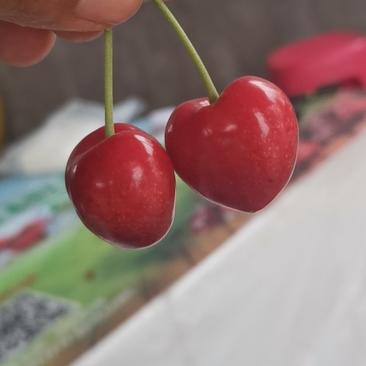 陕西铜川大樱桃现摘现发，应季水果