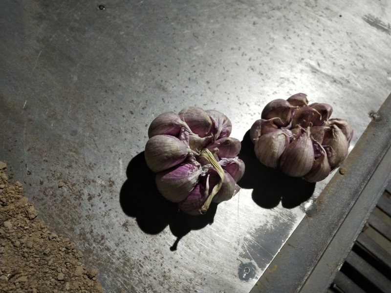 开花蒜，场地直接采购，供货