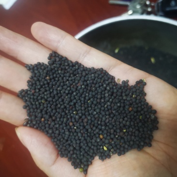 出售湖北菜籽