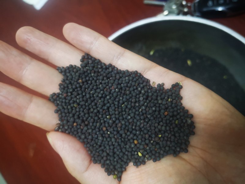 出售湖北菜籽
