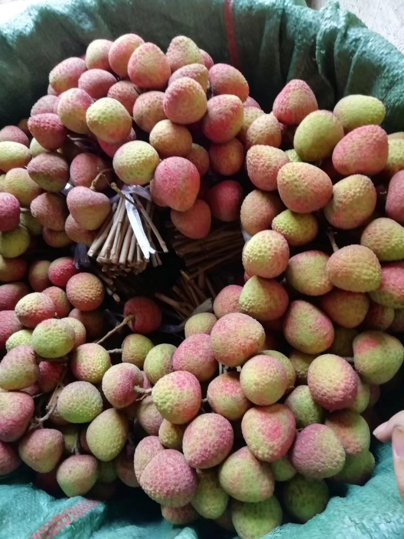 妃子笑，小台芒，小贵妃