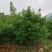 白花茶树八年