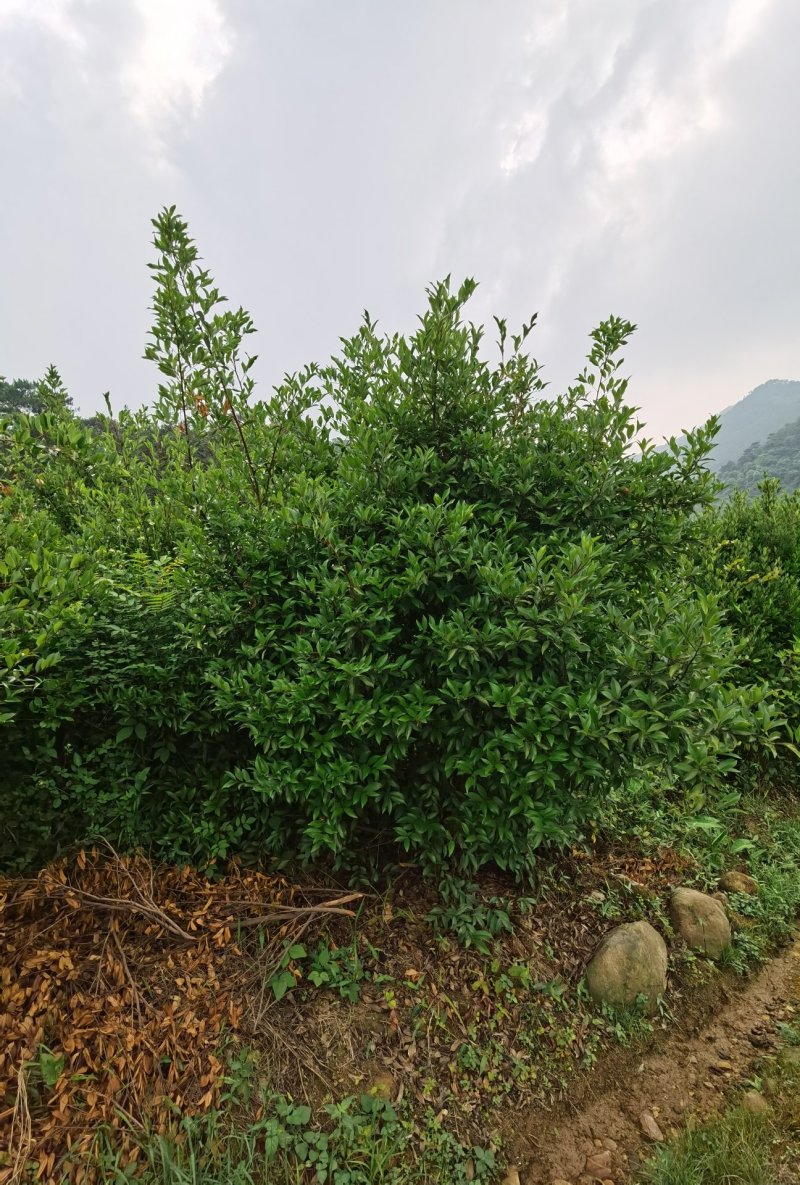 白花茶树八年