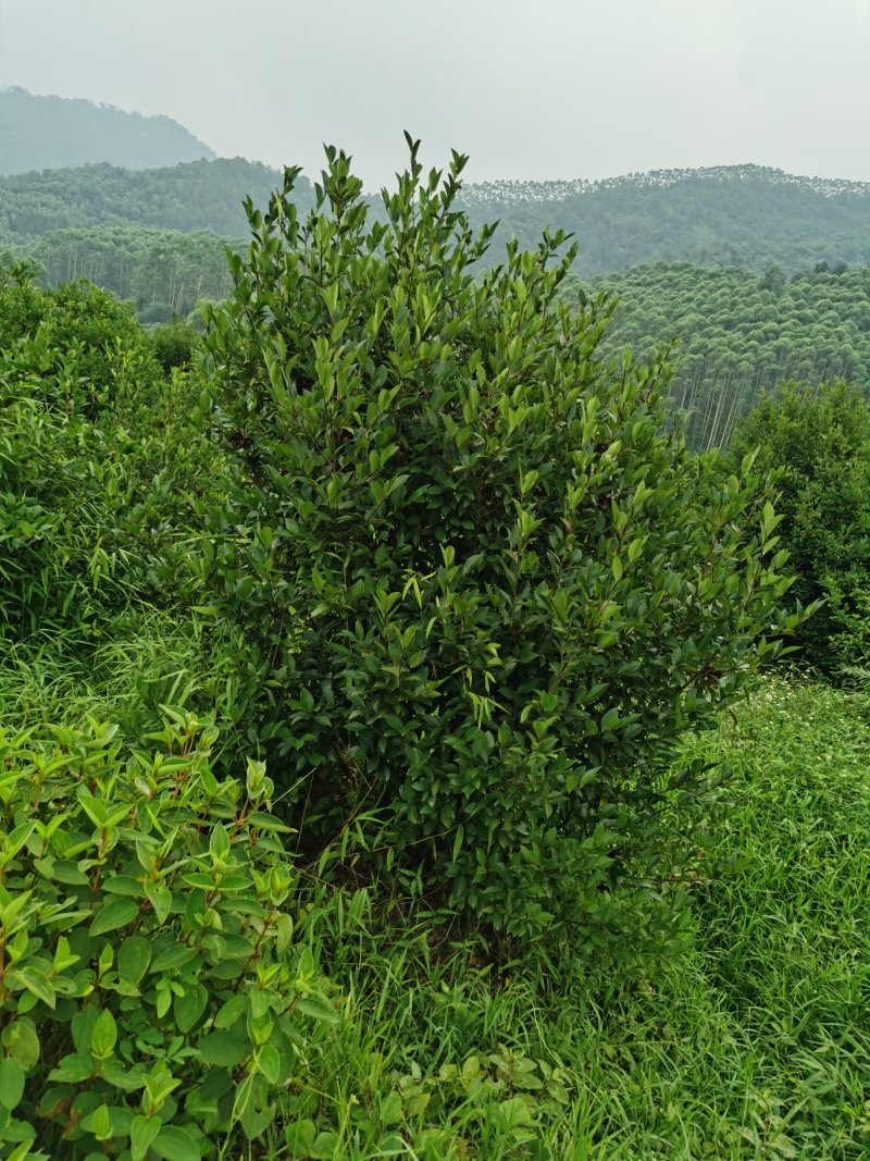 白花茶树八年