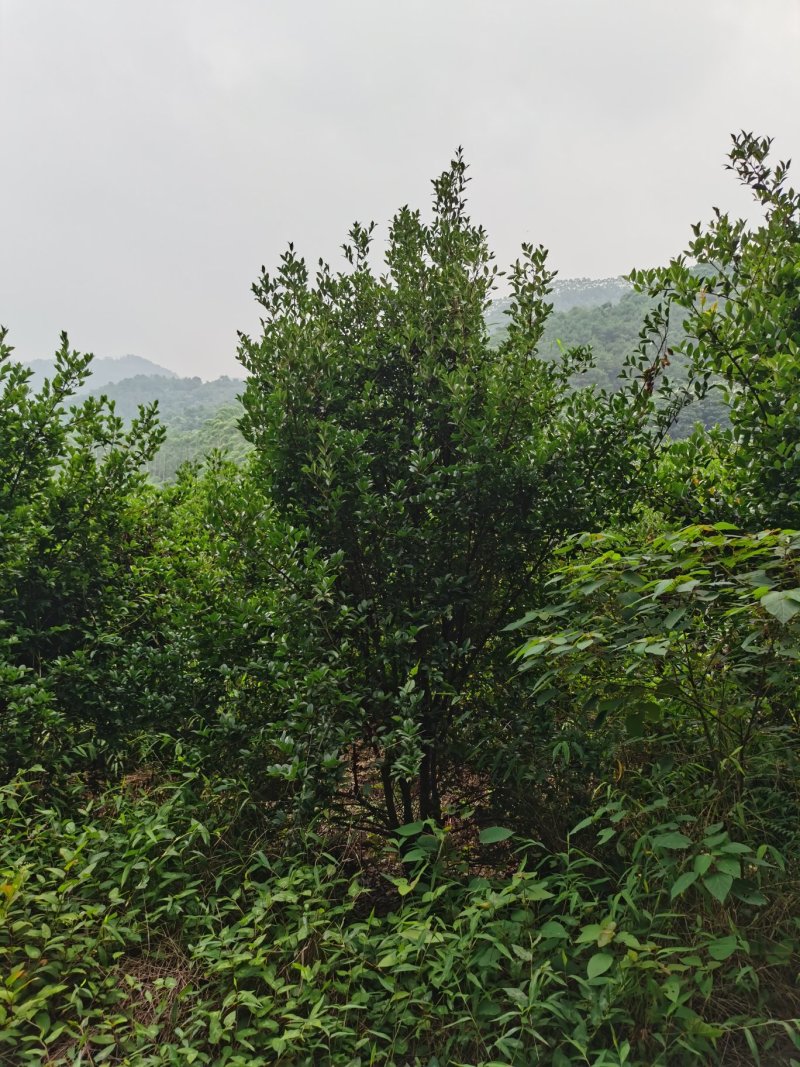 白花茶树八年