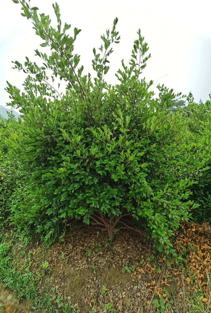 白花茶树八年