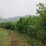 白花茶树八年