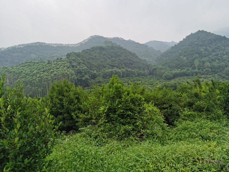 白花茶树八年