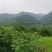 白花茶树八年