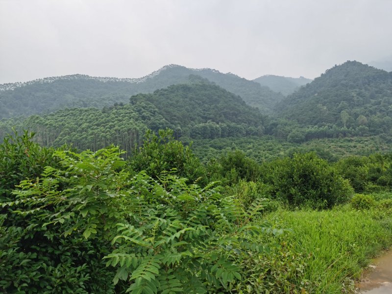 白花茶树八年