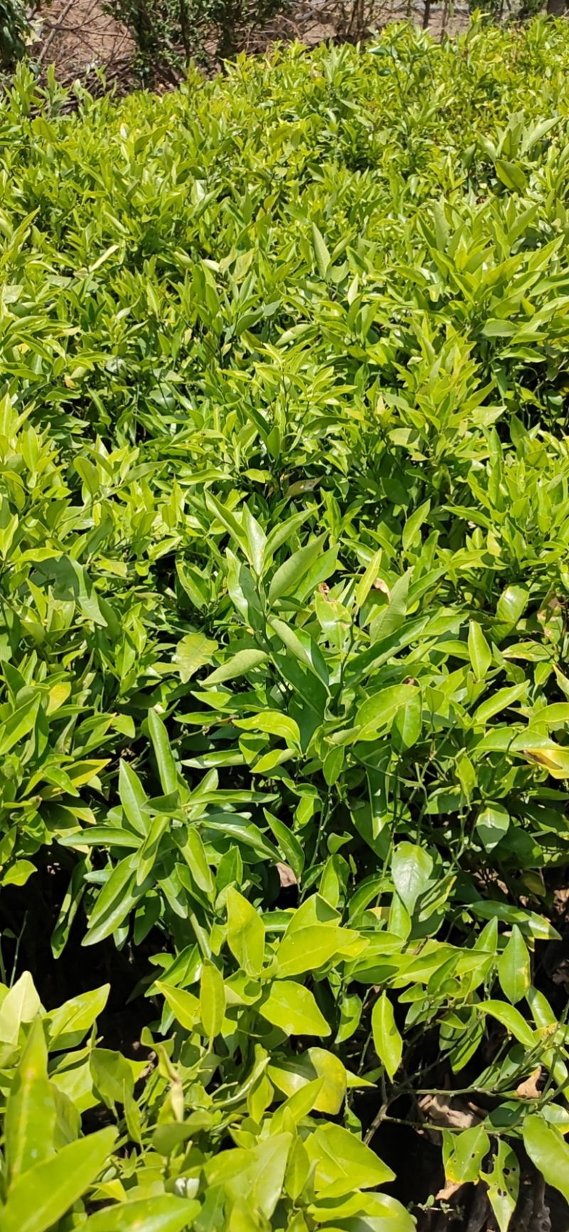 沃柑苗，091沃柑，爱媛38，纽荷尔脐橙