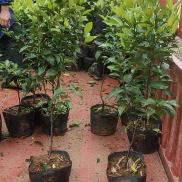 沃柑苗，091沃柑，爱媛38，纽荷尔脐橙