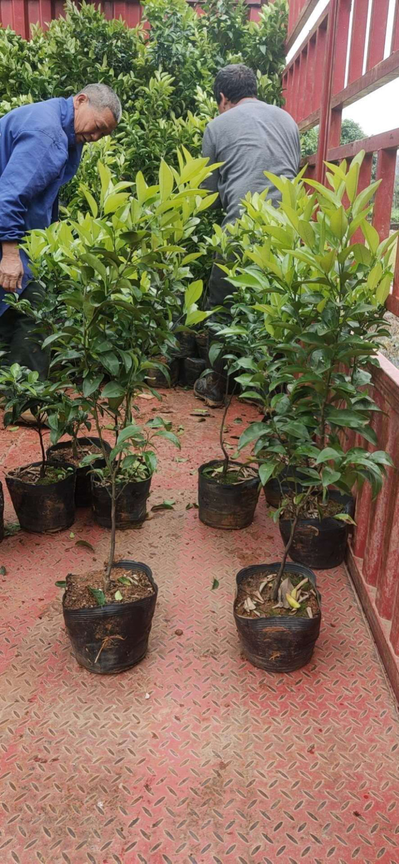 沃柑苗，091沃柑，爱媛38，纽荷尔脐橙