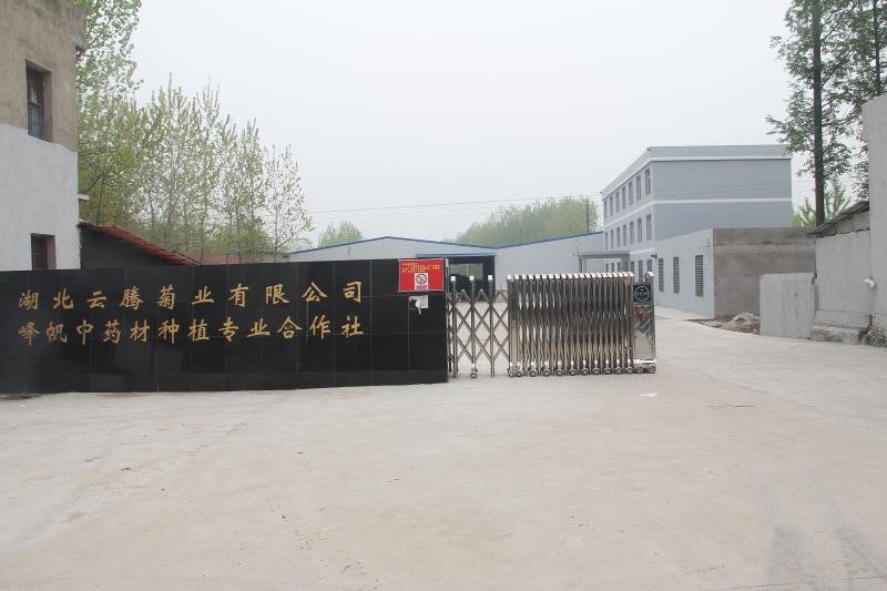 2020年新花产地直供杭白菊朵花药用朵花头采精选货