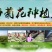 2020年新花产地直供杭白菊朵花药用朵花头采精选货