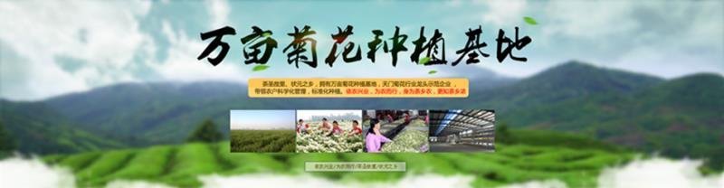 2020年新花产地直供杭白菊朵花药用朵花头采精选货