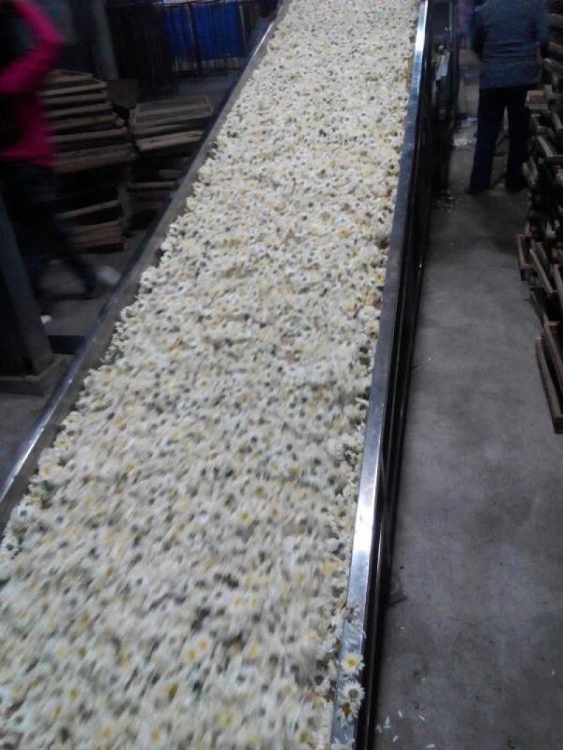 2020年新花产地直供杭白菊朵花药用朵花头采精选货