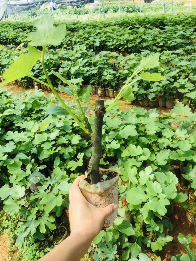 包邮靓苗【广西灵山正品波姬红无花果苗】/直销