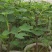 包邮靓苗【广西灵山正品波姬红无花果苗】/直销