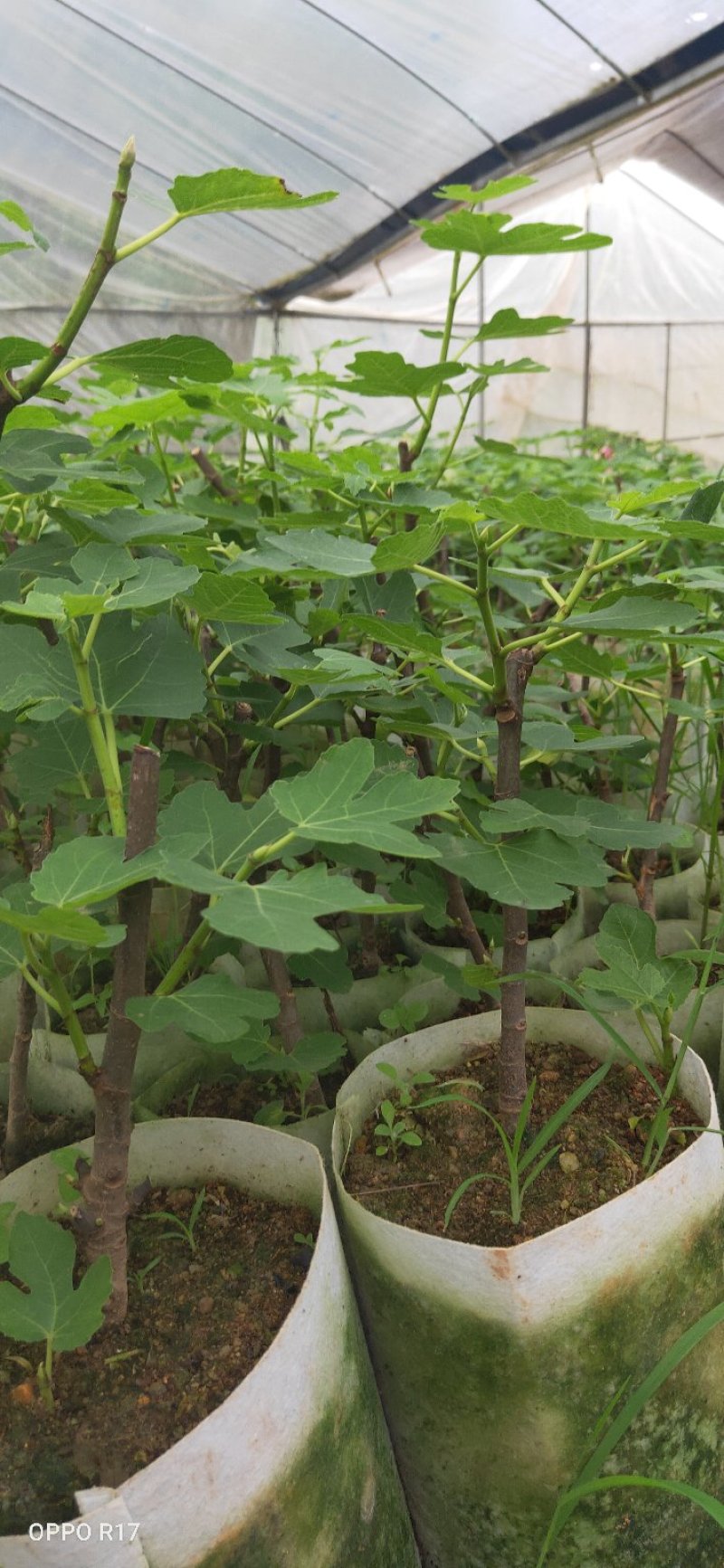 包邮靓苗【广西灵山正品波姬红无花果苗】/直销