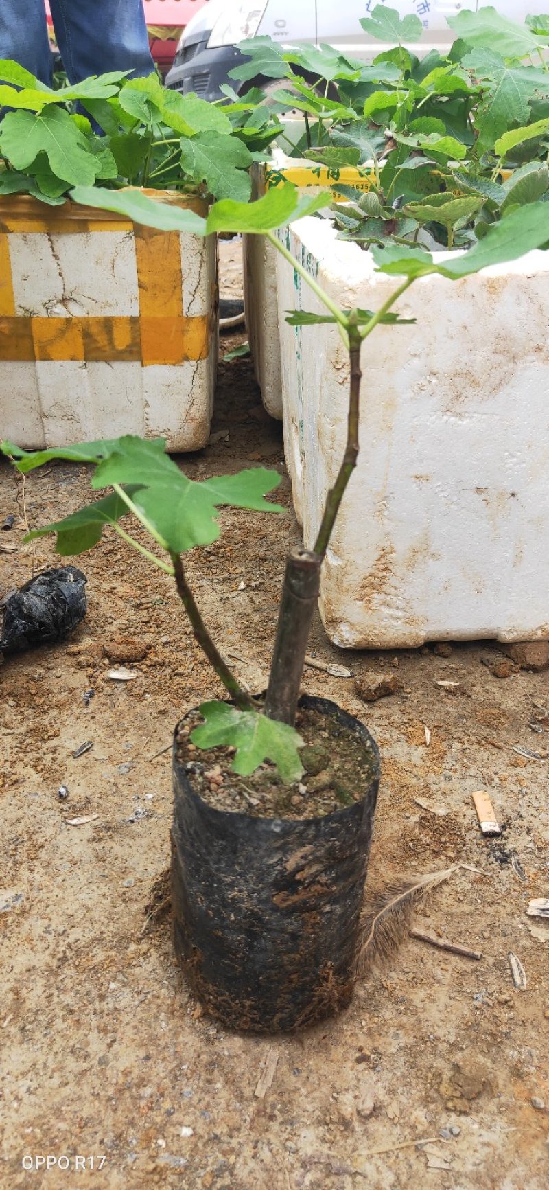 包邮靓苗【广西灵山正品波姬红无花果苗】/直销