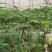 包邮靓苗【广西灵山正品波姬红无花果苗】/直销