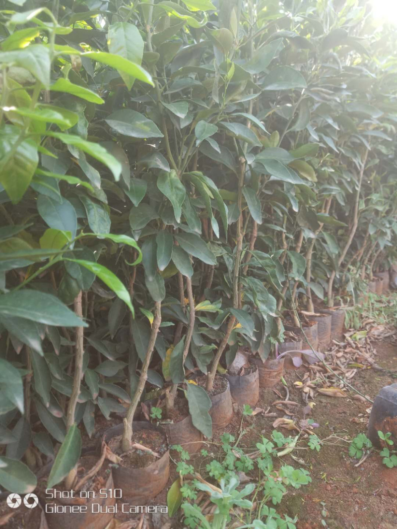 沃柑苗，091沃柑，爱媛38，纽荷尔脐橙