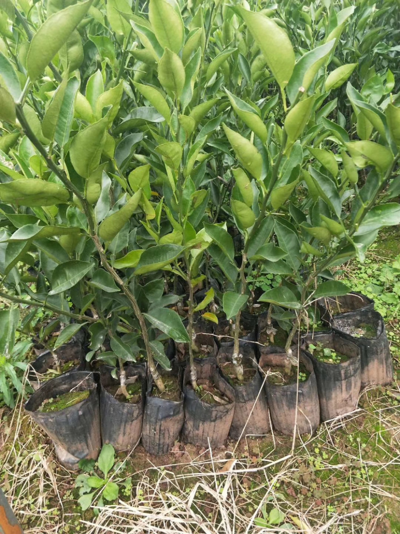 沃柑苗，091沃柑，爱媛38，纽荷尔脐橙