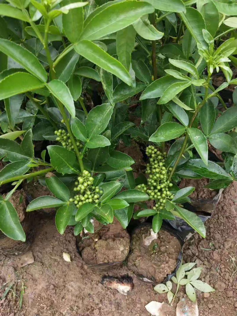 藤椒苗无刺花椒苗嫁接花椒苗，刺少，挂果早产量高，