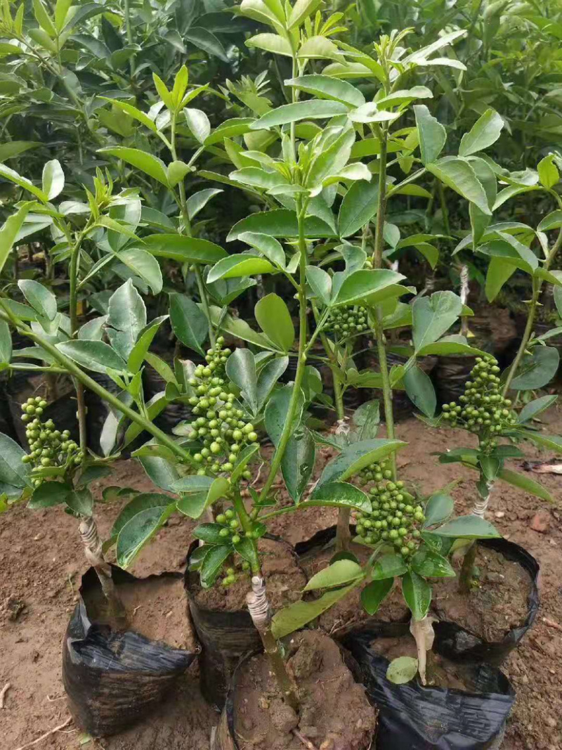 藤椒苗无刺花椒苗嫁接花椒苗，刺少，挂果早产量高，
