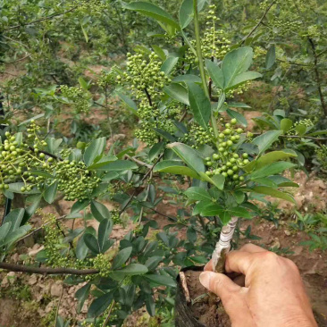 藤椒苗无刺花椒苗嫁接花椒苗，刺少，挂果早产量高，