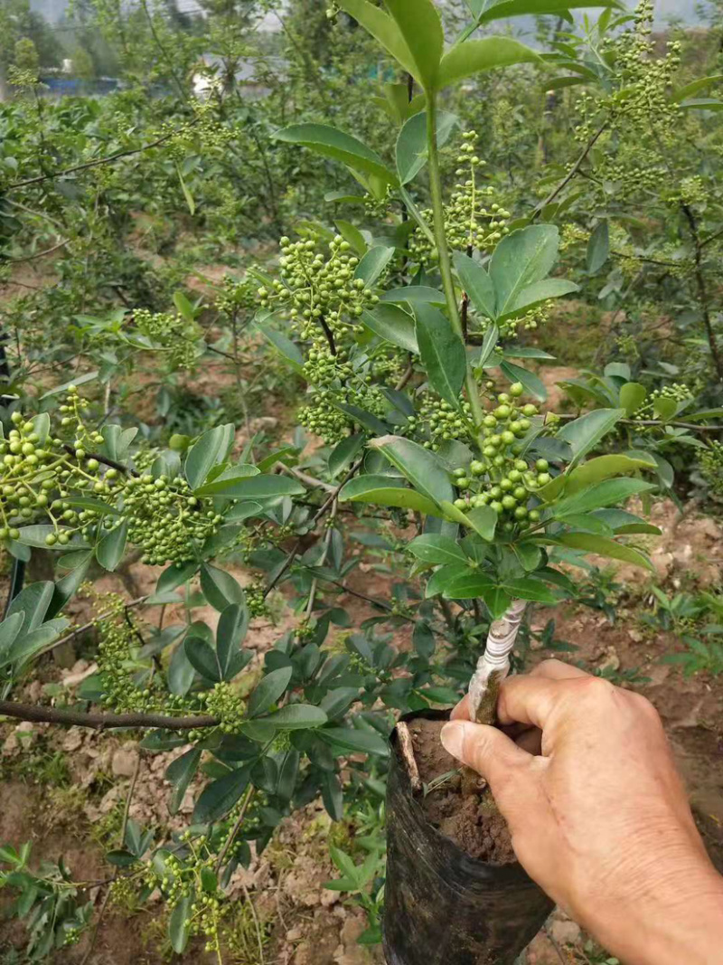 藤椒苗无刺花椒苗嫁接花椒苗，刺少，挂果早产量高，
