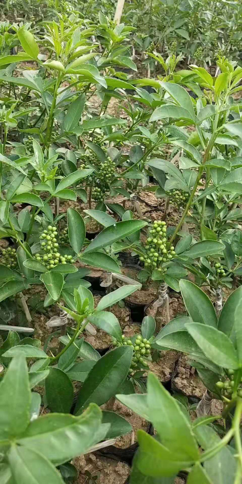 藤椒苗无刺花椒苗嫁接花椒苗，刺少，挂果早产量高，