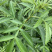 藤椒苗无刺花椒苗嫁接花椒苗，刺少，挂果早产量高，