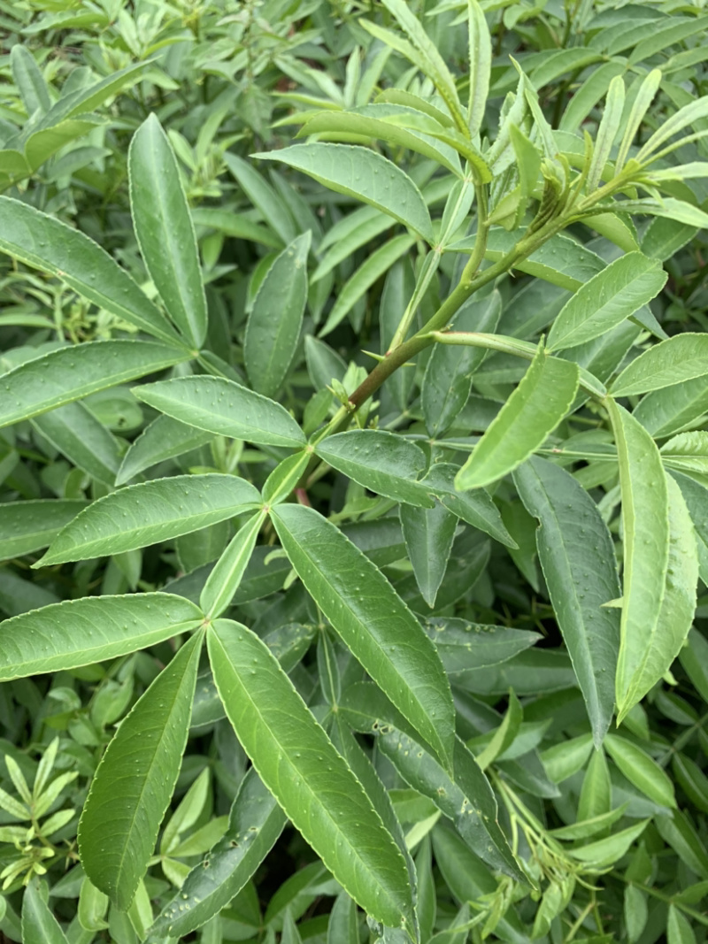 藤椒苗无刺花椒苗嫁接花椒苗，刺少，挂果早产量高，