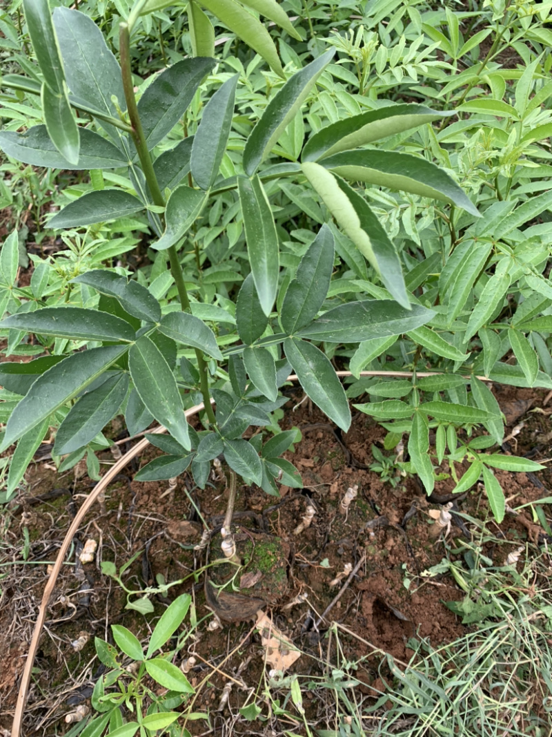 藤椒苗无刺花椒苗嫁接花椒苗，刺少，挂果早产量高，